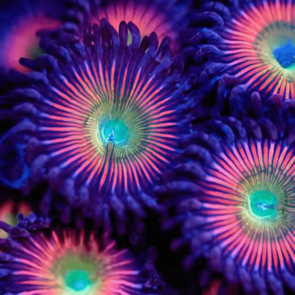 Rainbow Zoa Soft Coral Frag Zoanthus Sp - Real Aquatics