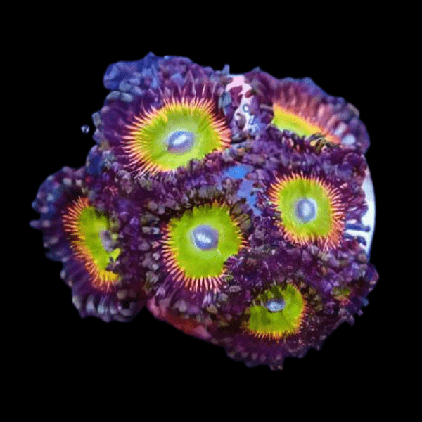 Rainbow Zoa Soft Coral Frag Zoanthus Sp - Real Aquatics