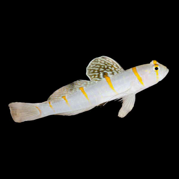 Randall's Goby Amblyeleotris Randalli - Real Aquatics