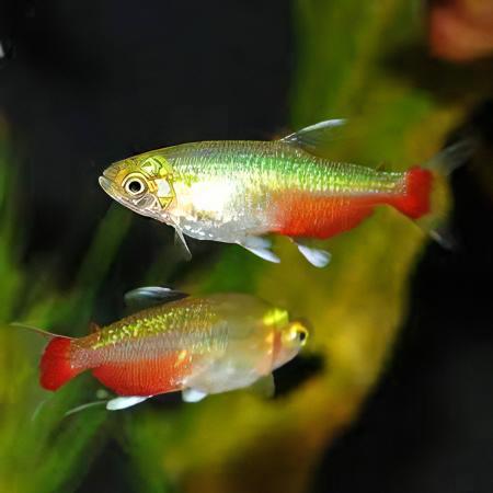 Rathbuni Tetra Red Flank Bloodfin Aphyocharax Rathbuni 2cm - Real Aquatics