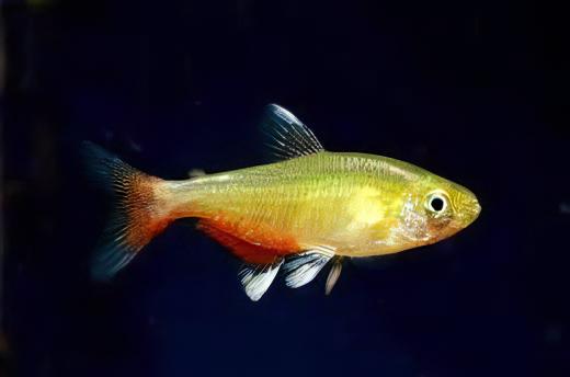 Rathbuni Tetra Red Flank Bloodfin Aphyocharax Rathbuni 2cm - Real Aquatics