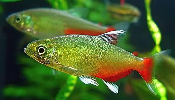 Rathbuni Tetra Red Flank Bloodfin Aphyocharax Rathbuni 2cm - Real Aquatics