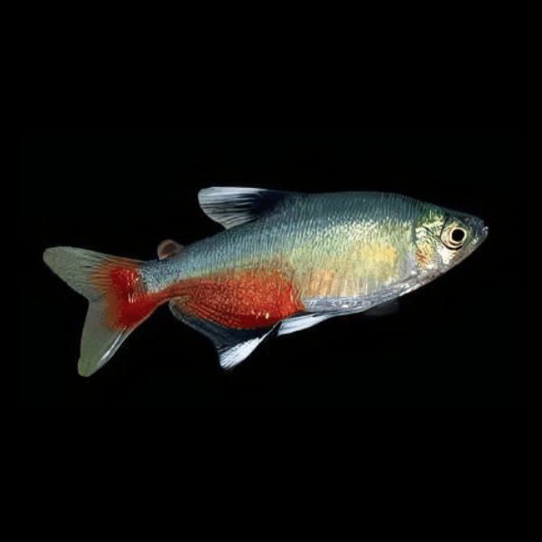 Rathbuni Tetra Red Flank Bloodfin Aphyocharax Rathbuni 2cm - Real Aquatics