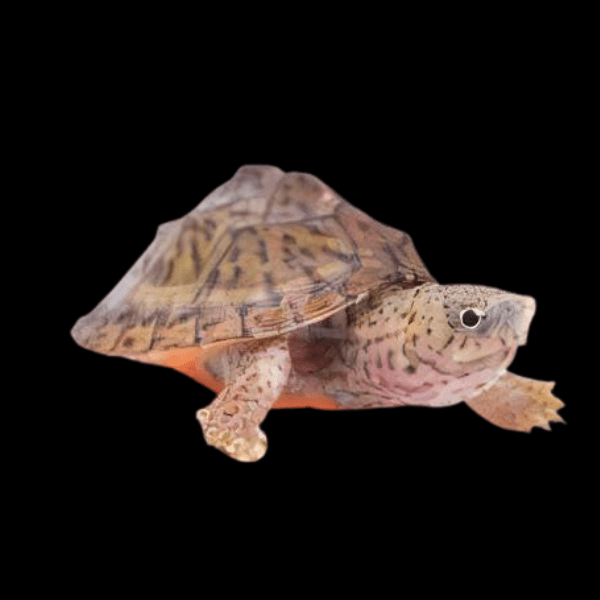 Razor Back Musk Turtle Sternotherus Carinatus Juvenile 5cm - Real Aquatics