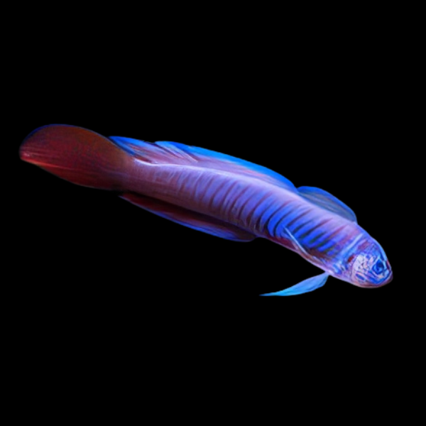 Razor Goby Oxymetapon Cyanoctenosum - Real Aquatics