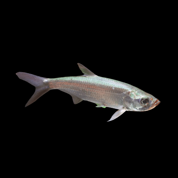 Real Atlantic Tarpon Megalops Atlanticus 10cm - Real Aquatics