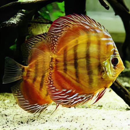 Red Alenquer Discus - Real Aquatics