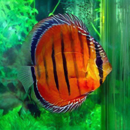 Red Alenquer Discus - Real Aquatics