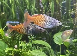 Red Avez Creek Rainbow Fish Melanotaenia Boesmani 5cm - Real Aquatics