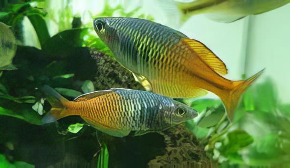 Red Avez Creek Rainbow Fish Melanotaenia Boesmani 5cm - Real Aquatics