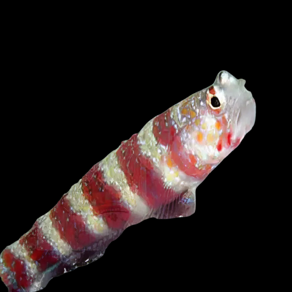 Red Banded Goby Amblyeleotris Wheeleri - Real Aquatics