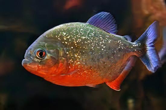 Red Bellied Piranha Serrasalmus Nattereri - Real Aquatics