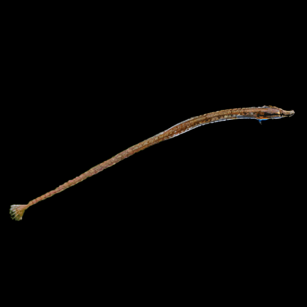 Red Belly Pipefish Doryichthys Martensii 8cm - Real Aquatics