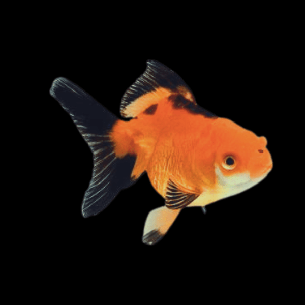 Red & Black Oranda Goldfish Carassius Auratus - Real Aquatics