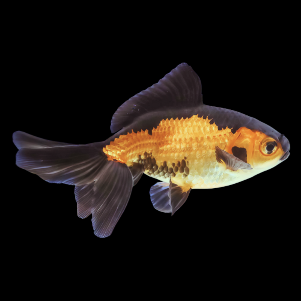 Red and Black Wakin Goldfish - Real Aquatics