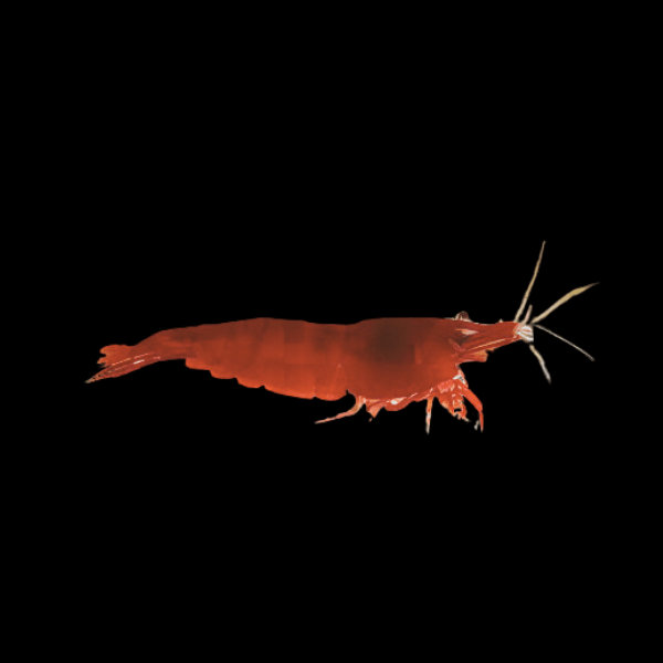 Red Bloody Mary Shrimp Neocaridina 2cm - Real Aquatics
