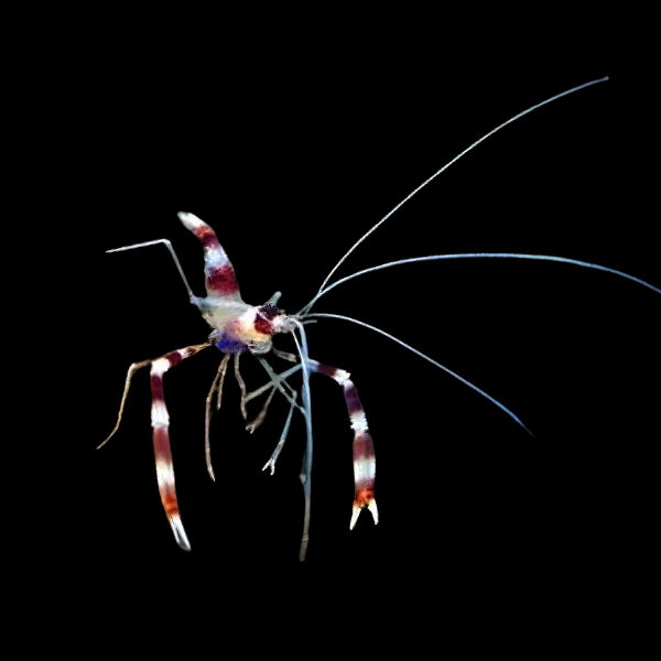 Red Boxing Shrimp Stenopus Hispidus - Real Aquatics