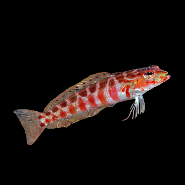 Red Check Goby Parapercis Sp - Real Aquatics