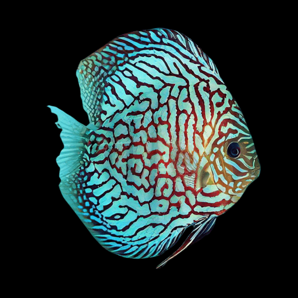 Red Checkerboard Turquoise Discus - Real Aquatics