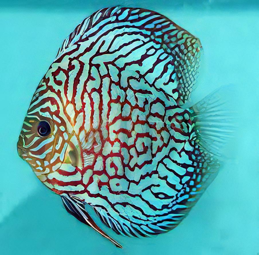 Red Checkerboard Turquoise Discus - Real Aquatics