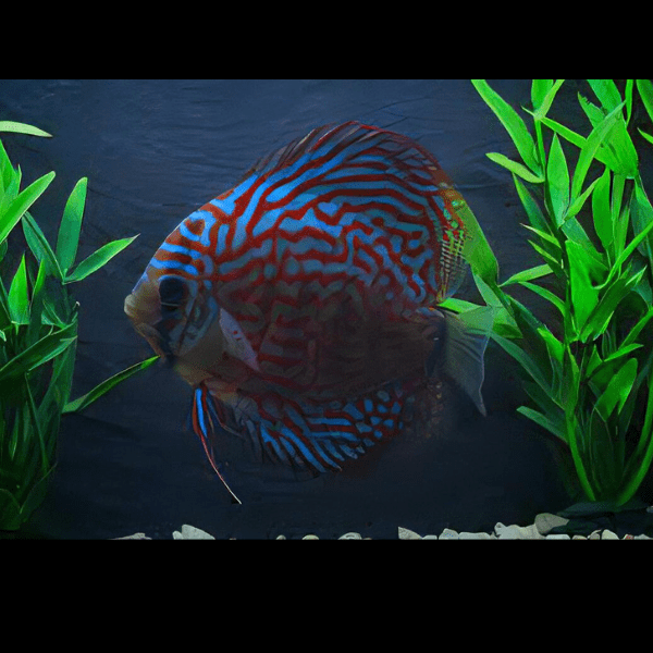 Red Checkerboard Turquoise Discus - Real Aquatics