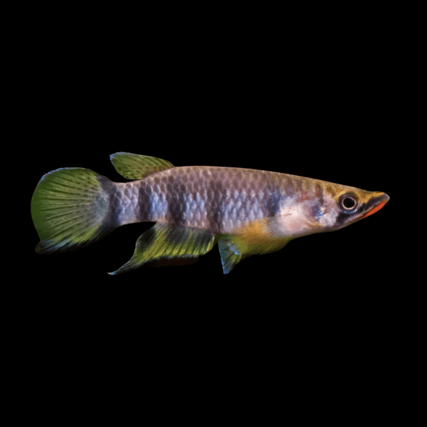 Red Chin Panchax Epiplatys Dageti 3cm - Real Aquatics