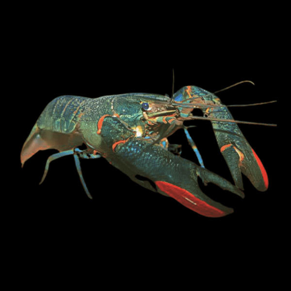 Red Claw Crayfish Cherax Quadricarinatus 5cm - Real Aquatics
