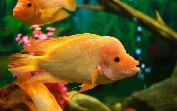 Red Devil Cichlid Amphilophus Labiatus - Real Aquatics