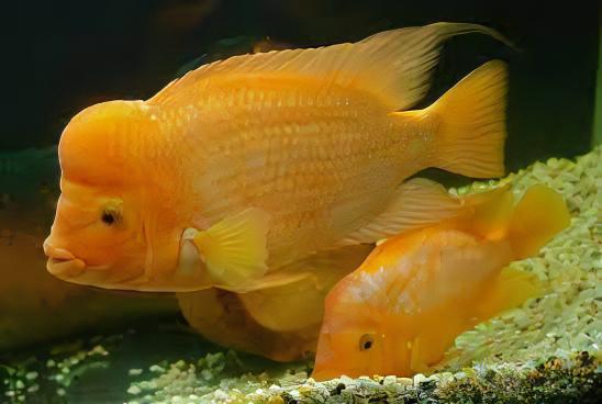 Red Devil Cichlid Amphilophus Labiatus - Real Aquatics