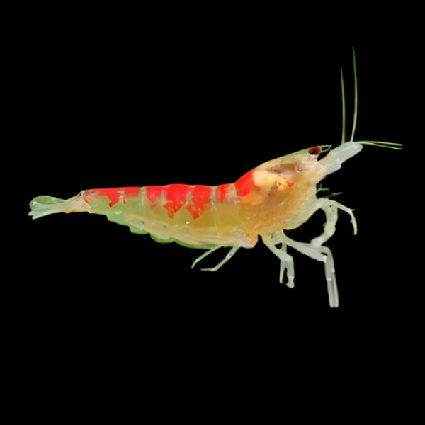 10 x Golden Dragon Crystal High Grade Shrimp Caridina Sp 2cm - Real Aquatics