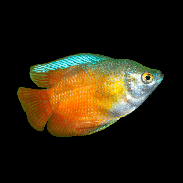 Red Dwarf Gourami Trichogaster Lalius 5cm - Real Aquatics