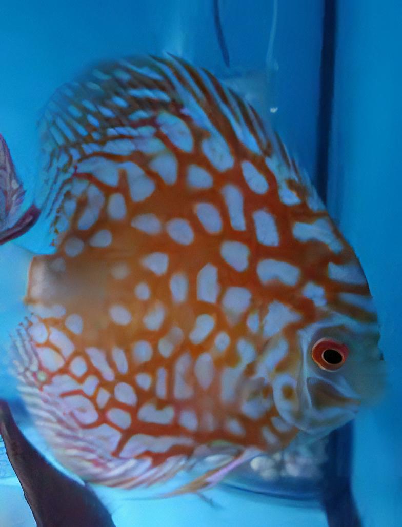 Red Eagle Turquoise Discus - Real Aquatics