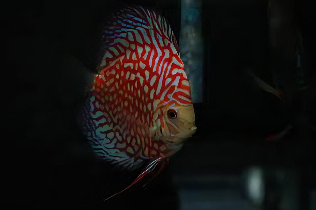 Red Eagle Turquoise Discus - Real Aquatics
