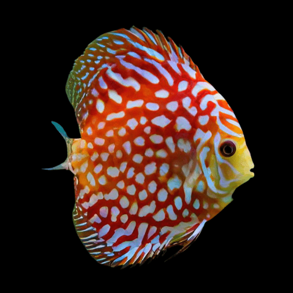 Red Eagle Turquoise Discus - Real Aquatics