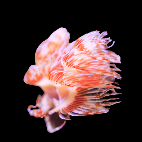 Red Fan Worm Protula Bispiralis - Real Aquatics