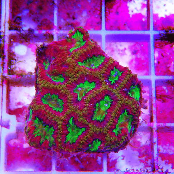 Red Favites Hard Coral Frag Favites Sp - Real Aquatics