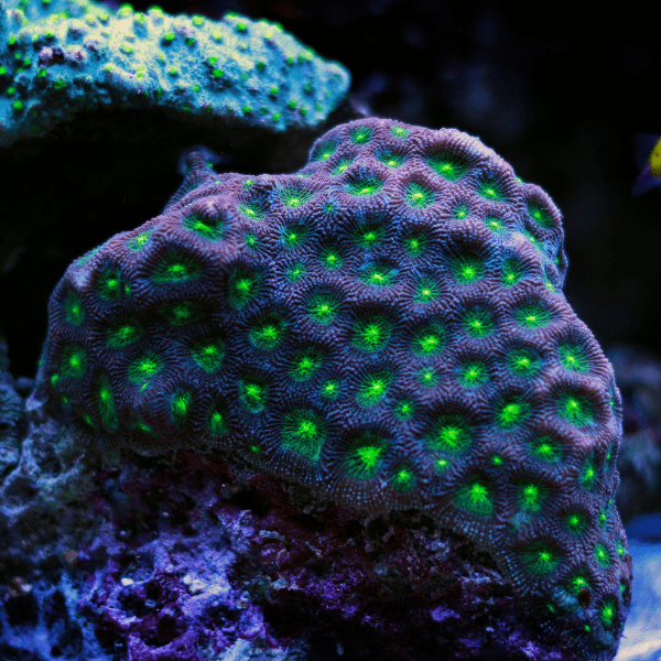 Red Favites Hard Coral Frag Favites Sp - Real Aquatics