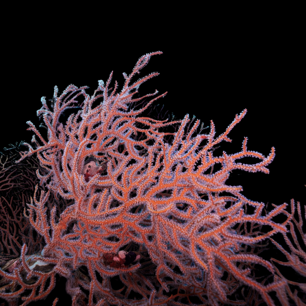 Red Finger Gorgonia Lophogorgia Nodulifera - Real Aquatics