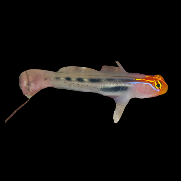 Red Head Goby Elacatinus Puncticulatus - Real Aquatics