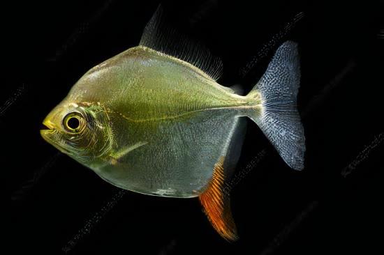 Metynnis Red Hook Myleus Rubripinnis 5cm - Real Aquatics