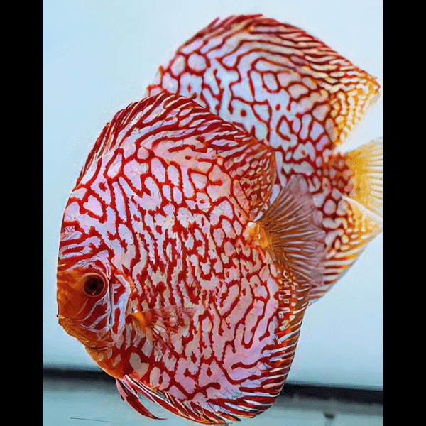 Red Jaguar Discus - Real Aquatics