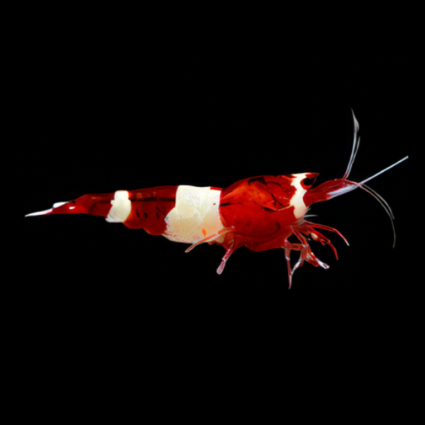 10 x Red King Kong High Grade Shrimp Caridina Sp 2cm - Real Aquatics