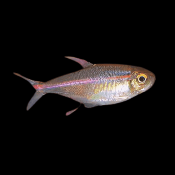 Red Laser Tetra Hemigrammus Coeruleus 3cm - Real Aquatics