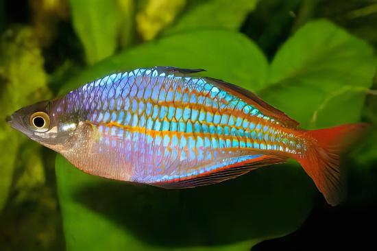 Red Lazer Rainbow Fish Melanotaenia Rubrovittata 5cm - Real Aquatics