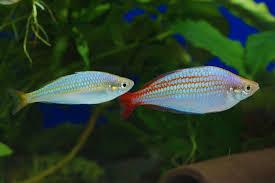 Red Lazer Rainbow Fish Melanotaenia Rubrovittata 5cm - Real Aquatics