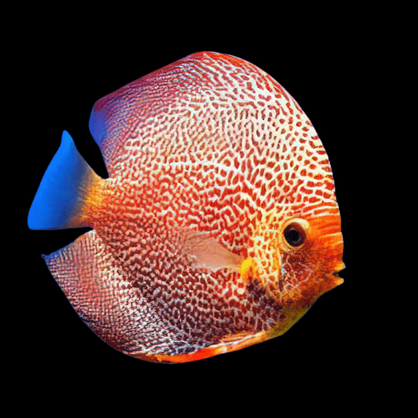 Red Leopard Discus - Real Aquatics