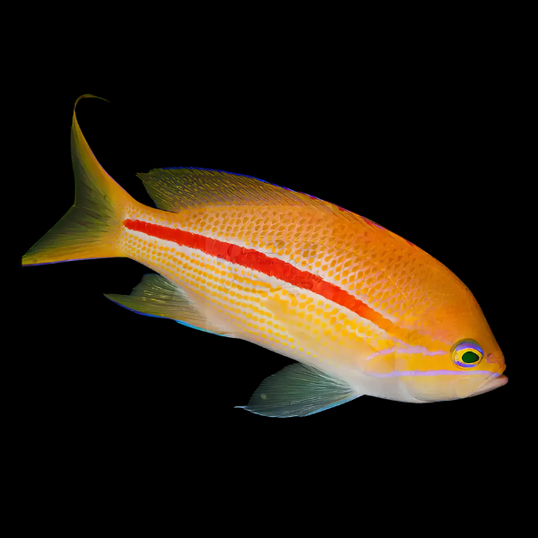 Red Line Pygmy Basslet Pseudochromis Sp - Real Aquatics