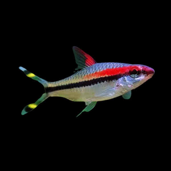 Red Line Torpedo Denison Barb Puntius Denisonii 5cm - Real Aquatics