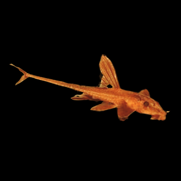 Red Lizard Whiptail Rineloricaria Sp 5cm - Real Aquatics