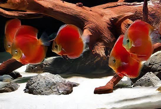 Red Melon Discus - Real Aquatics